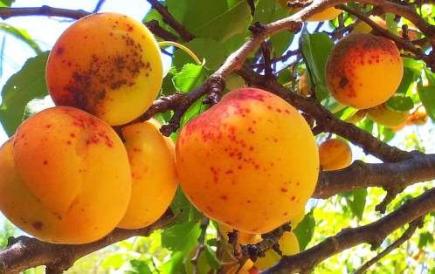 إنتاج متوسط من فاكهة المشمش في مناطق مشهورة بباتنة