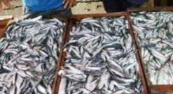 في عمليتين مختلفتين لمصالح الشرطة والجمارك              حجز 1700 كلغ من السردين و12 كلغ من المرجان في القالة وتبسة