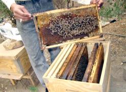 مناخ الولاية يساعد على تربية النحل               ارتفاع محسوس في إنتاج العسل ببومرداس
