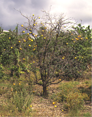 Tipasa - Une bactérie détruit les vergers