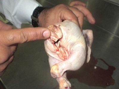 إتلاف الآلاف من الدجاج الموجه للاستهلاك بتيزي وزو