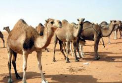 المطالبة بفتح تحقيق في مشروع كلف ثلاثة آلاف مليار سنتيم               هكذا نُهب مشروع رئيس الجمهورية بالوادي