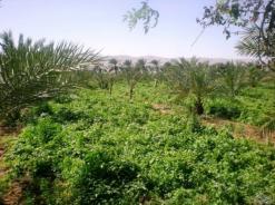 الفلاحون يدقون ناقوس الخطر ويطلبون تدخل مديرية التجارة              ارتفاع أسعار بذور البطاطا  بنسبة 40 بالمائة في مستغانم