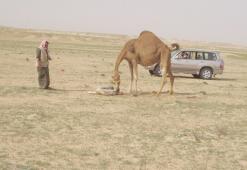 ألقي عليه القبض  مختبئا بأحد أكواخ منطقة تبلبلة               راعي إبل بصحراء بشار يغير نشاطه إلى تهريب المخدرات