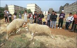 لأن نطحة كبشه قتلت كبش شقيق المتهم              “زورو” باب الوادي يلقى حتفه بـ17طعنة خنجر