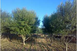 مشاكل بالجملة ترهن زراعة الزيتون بالوادي