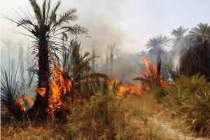 حريق هائل يلتهم 2000 نخلة ببساتين فقارة الزوى بتمنراست