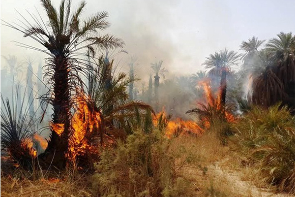 حريق هائل يلتهم 2000 نخلة ببساتين فقارة الزوى بتمنراست