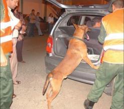 كانت تزرع الرعب وسط المواطنين بالعاصمة              الدرك الوطني ينجح في تفكيك عصابتين إثر مداهمة أماكن مشبوهة