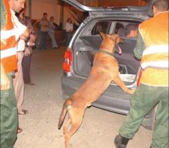 كانت تزرع الرعب وسط المواطنين بالعاصمة              الدرك الوطني ينجح في تفكيك عصابتين إثر مداهمة أماكن مشبوهة