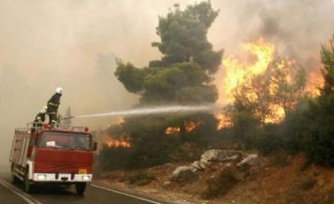 الحرائق تتلف أكثر من 380 هكتار في تلمسان