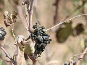 Mostaganem - Agriculture: Les vignobles terrassés par un mal inconnu