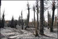 Adrar - 300 palmiers dattiers partie en fumée