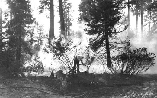 Planète - Sensibilité de la forêt méditerranéenne