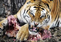 سكان العاصمة أفطروا عليها في رمضان              أكثر من طنين من اللحوم الموجهة للحيوانات اختفت من حديقة بن عكنون