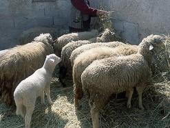 تسجيل 195 إصابة بالحمى المالطية خلال الأشهر الستة الماضية بالجلفة