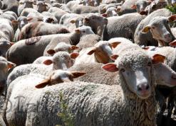 الدرك الوطني يضيق الخناق على المهربين بتلمسان والنعامة              الماشية المغربية تهدد الجزائرية بداء “اللسان الأزرق”