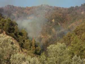 Un incendie de forêt grille plus de 200 oliviers