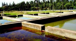 El Tarf - L'aquaculture et des projets en rade