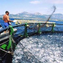 Adoption d’un programme de développement de l’aquaculture pour 2010-2015 : 150 projets d’exploitation offshore