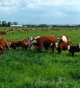 Djelfa - Un millier d'agriculteurs veulent se lancer dans la culture de la luzerne