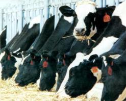 كانت موجهة لولايتي سوق اهراس والطارف              درك الطارف يحبط محاولة تهريب 10 آلاف بقرة قادمة من تونس