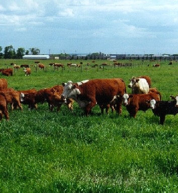 Djelfa - Un millier d'agriculteurs veulent se lancer dans la culture de la luzerne