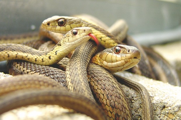 Des serpents sortent de leur nid formé dans la cave d'un immeuble