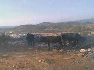 Commune de Settara: L'agriculture à l'agonie