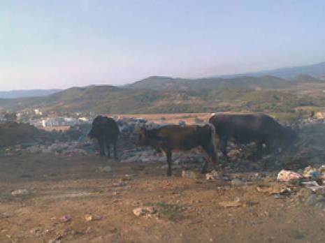 Commune de Settara: L'agriculture à l'agonie