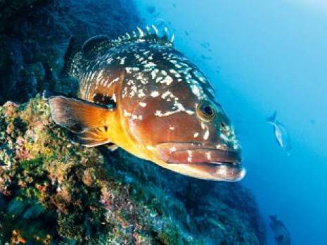 Mort étrange des mérous dans le golfe de Annaba