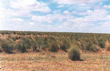Algérie - La steppe, ce séculaire berceau du génie pastoral