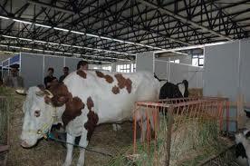 Saïda - De l'espoir pour l'agriculture