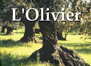 Sig - L'oléiculture primée au ministère de l'Agriculture