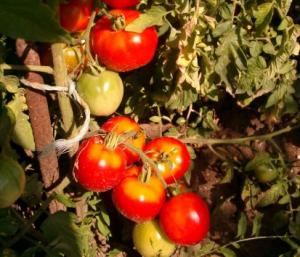 Mostaganem - Des parasites pour lutter contre la mineuse de la tomate