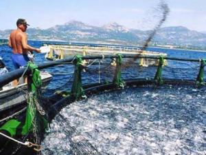 L'aquaculture à Tizi Ouzou: Un créneau à développer