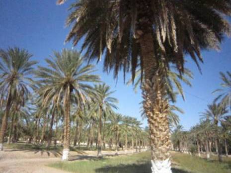 Paré contre l’invasion du criquet pèlerin…