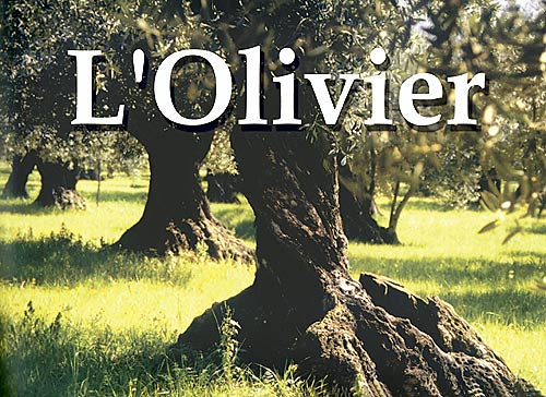 Sig - L'oléiculture primée au ministère de l'Agriculture