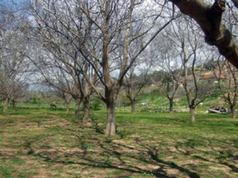 Batna - Les noyers de Hidoussa menacés: Les fellahs lancent un appel de détresse