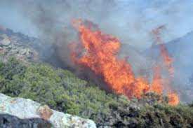 النيران تلتهم 17 هكتارا من الثروة الغابية بالشلف