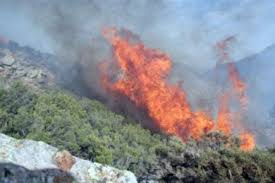 النيران تلتهم 17 هكتارا من الثروة الغابية بالشلف