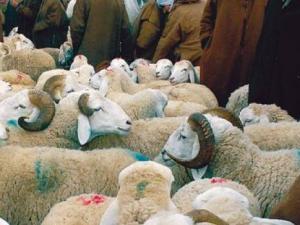 Elevage à Biskra - Pénurie de vaccins pour les ovins
