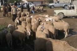 بعدما سيطر السماسرة والمضاربون على السوق              أسعار الماشية بسطيف تلتهب والمواطن “الغلبان” يشكي حاله