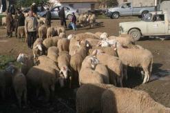 بعدما سيطر السماسرة والمضاربون على السوق              أسعار الماشية بسطيف تلتهب والمواطن “الغلبان” يشكي حاله