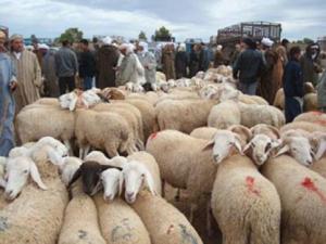 Oran - Aïd El Adha/Santé animale: Désignation de 79 points de vente