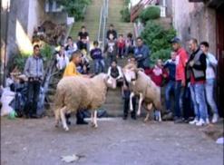 مئات العائلات أكدت استحالة شرائها               رهانات بملايين الدينارات لكباش المصارعة في عنابة