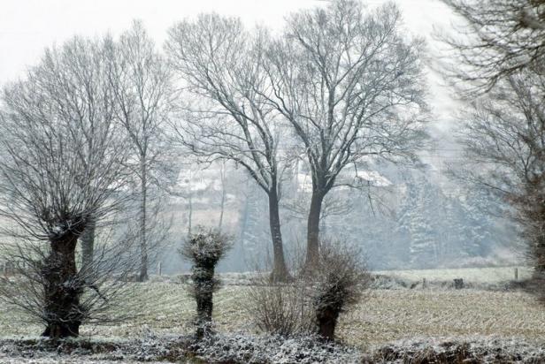 Planète - Face à la menace climatique, la France va planter des arbres en Islande