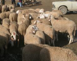 بتبسة              الاستيلاء على 90 رأسا من الأغنام بمنطقة جبل الصفصاف