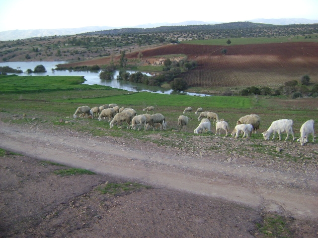 Aïn Tédelès (Mostaganem) - Un troupeau d'ovins décimés par de l'herbe contaminée