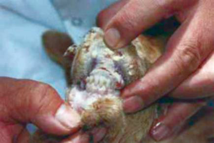 اكتشاف 10 بؤر لداء الجُدري بسيدي بلعباس